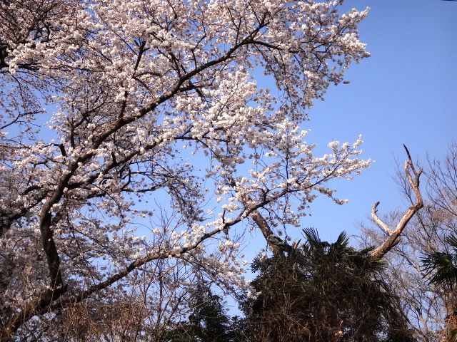 桜