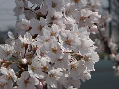 桜